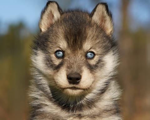 ALCATEIA DAS NEVES BOREA