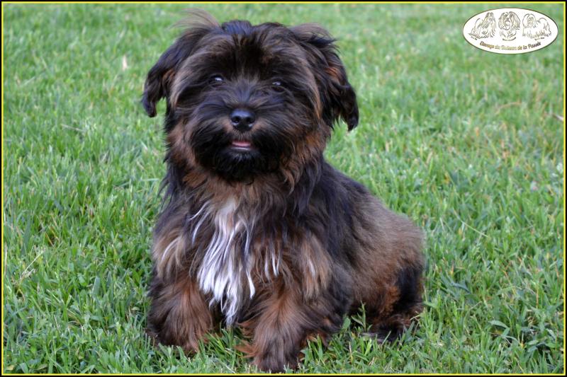 VICTIM-OF-LOVE DEL REY RAKASHI