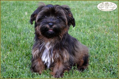 VICTIM-OF-LOVE DEL REY RAKASHI