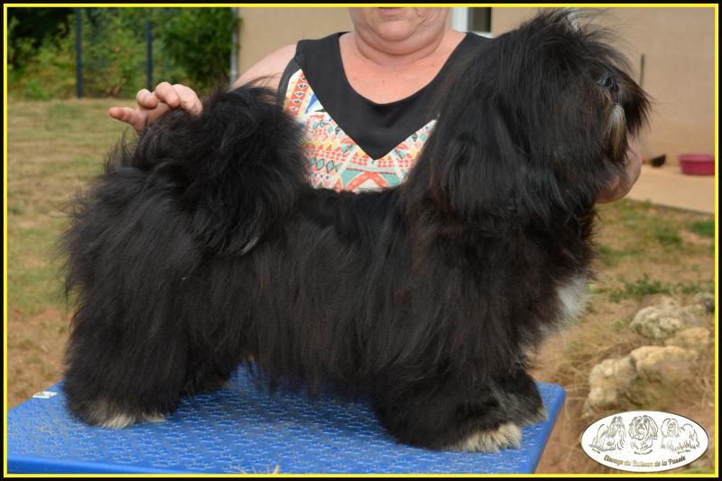 UNO DU BUISSON DE LA PASSEE