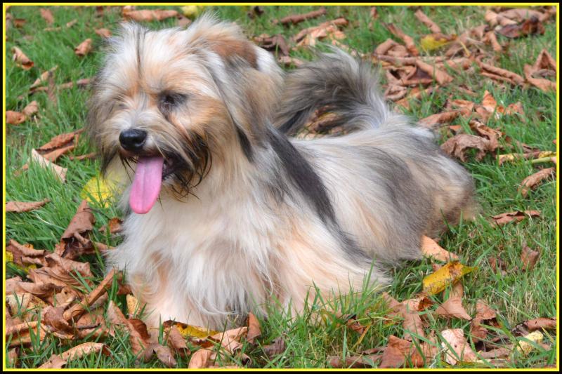 VOLT FACE PEN'MARSHALL DU ROYAUME D'EBENE