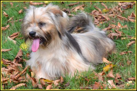 VOLT FACE PEN'MARSHALL DU ROYAUME D'EBENE