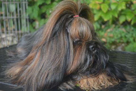 SWANIE DE LA VIGNE DEL REY