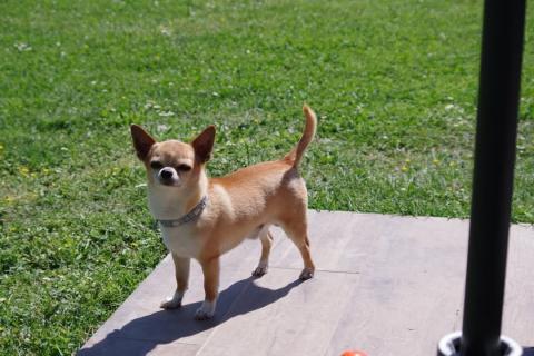 PER AMORE DEGLI ANGELI E DEMONI