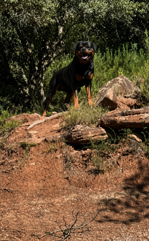 ULK BREEDER OF BIG DOG