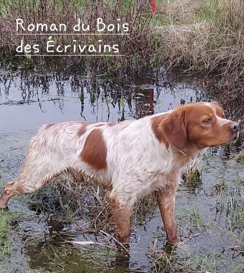 ROMAN DU BOIS DES ECRIVAINS