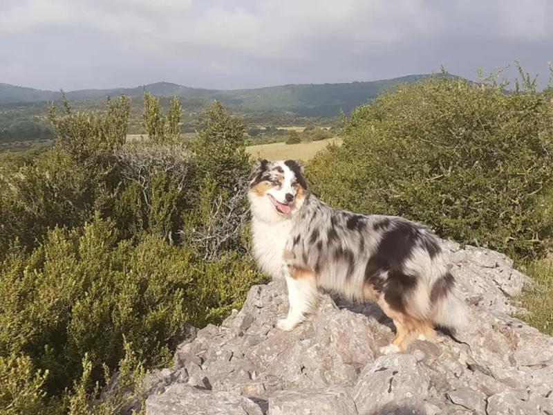 PERFECT PRETTY PEARL BLUE DU DOMAINE D'AZALEE