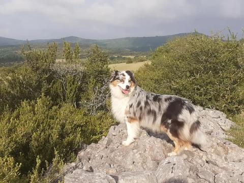 PERFECT PRETTY PEARL BLUE DU DOMAINE D'AZALEE