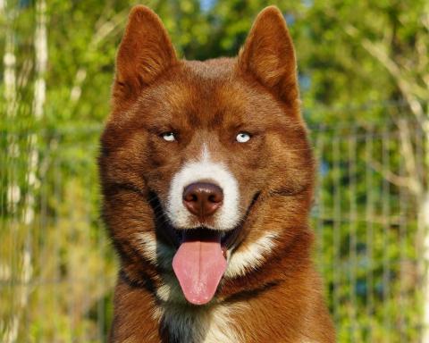 A'KURAMA DE LA VALLEE DES PEPITES