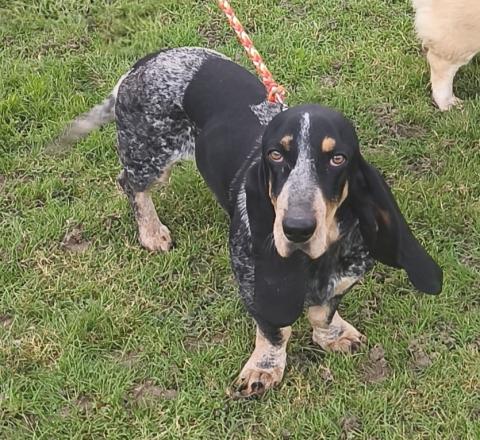 Vici des Vallees Longeronnaises