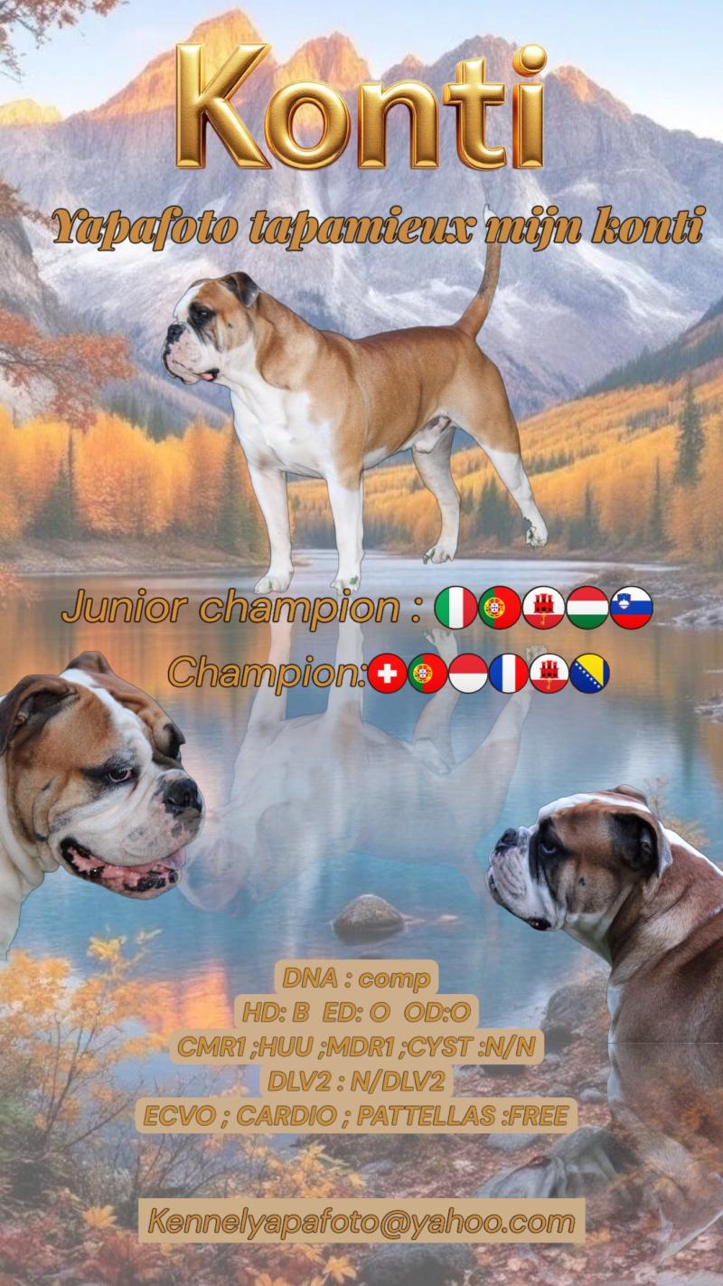 YAPAFOTO TAPAMIEUX MIJN KONTI