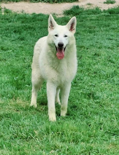 UNA OF SHEPHERD'S PAW