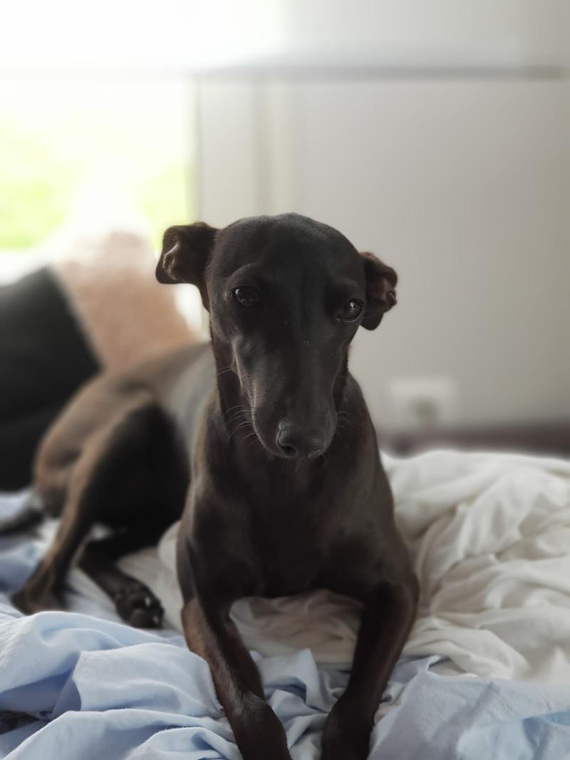 TOSCANE DE LA CLE AUX LOUPS