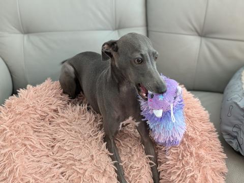 UNA BELLA DONNA DU DOMAINE DES TROIS L