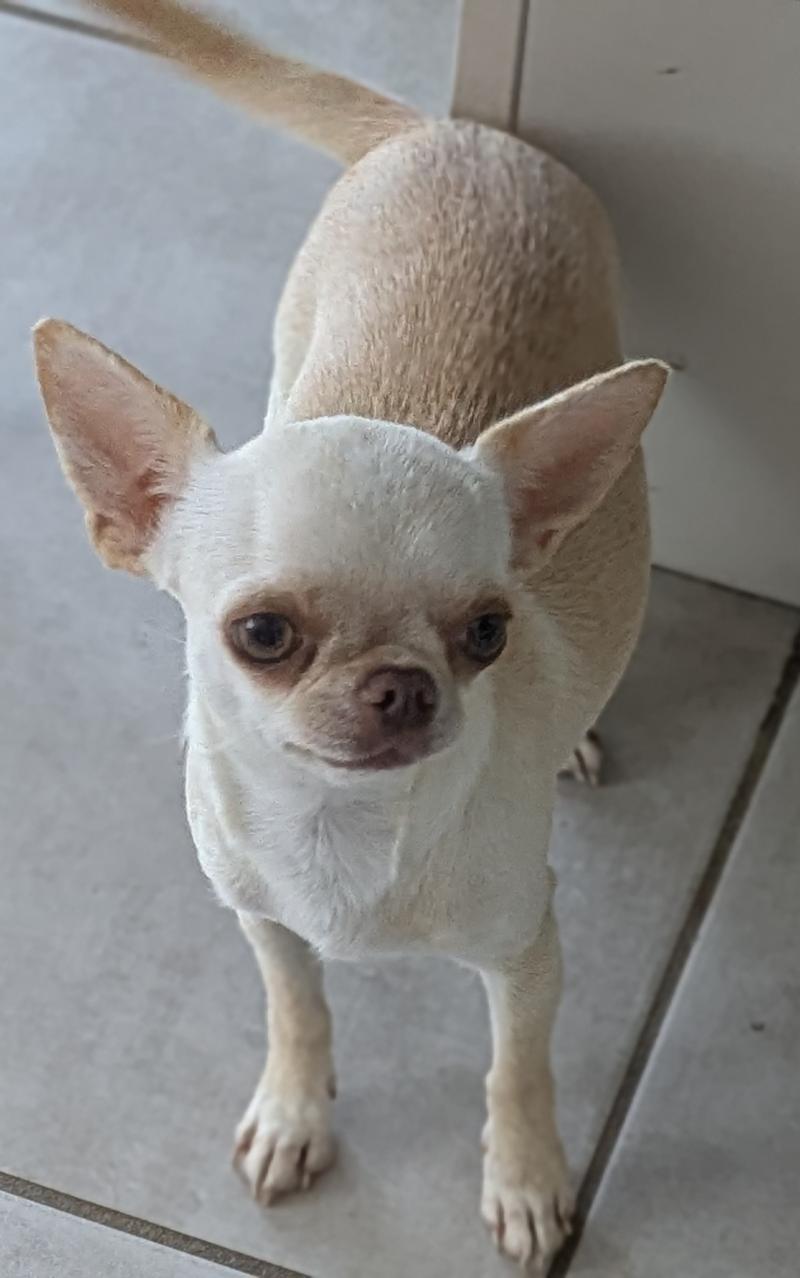 TENNESSEE DU DOMAINE DES GRANDS CAUSSES