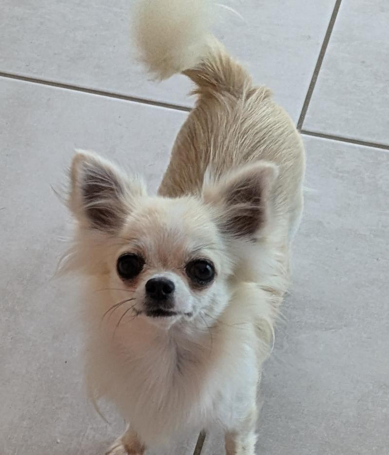 TOUINY DU DOMAINE DES GRANDS CAUSSES