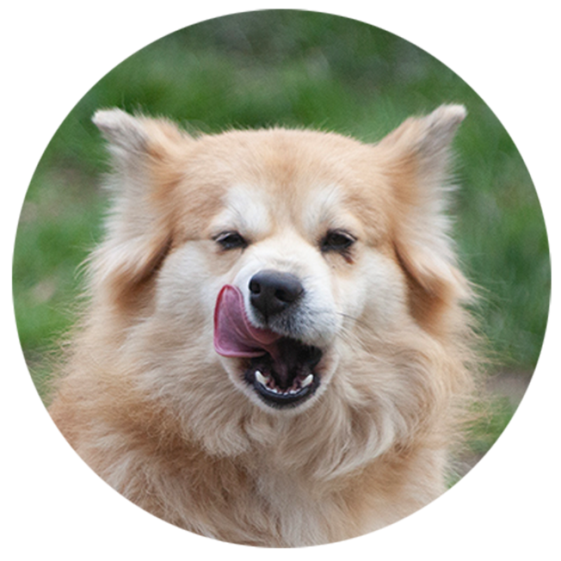 PHOEBE DU DOMAINE DE TANGUSKO