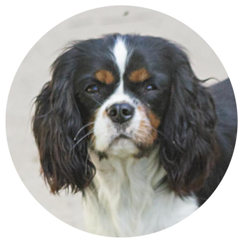 TEQUILLA DU CLOS DE GASTOFER