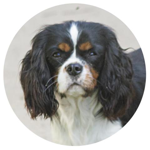 TEQUILLA DU CLOS DE GASTOFER