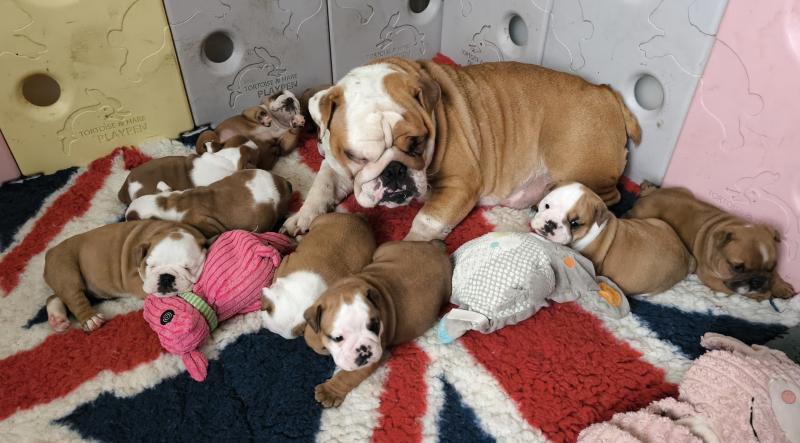 URSULE DES BULLYS D'AUDANI VILLA