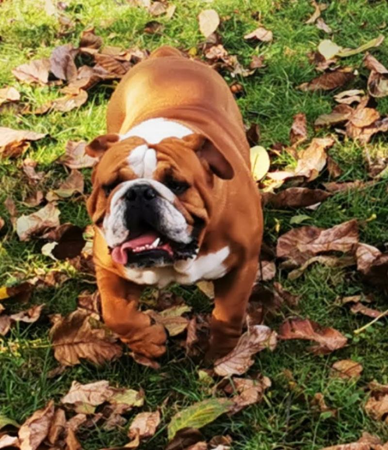 RAILEY DES TERRES DE GROIE