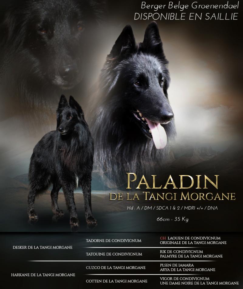 PALADIN DE LA TANGI MORGANE