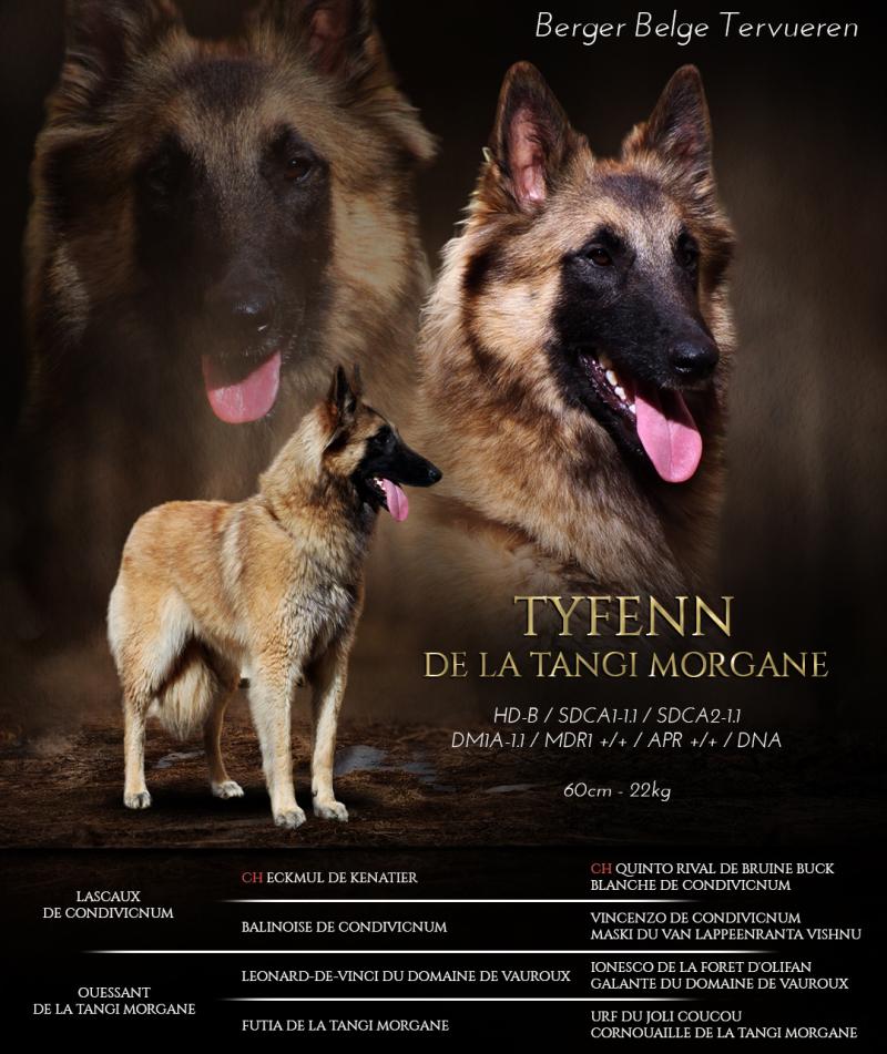 TYFENN DE LA TANGI MORGANE