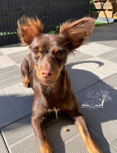 RUNE  CHANCE DES TOYS DE JANAS