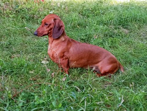 TOUNDRA DU CHATEAU DE CRAMAHE