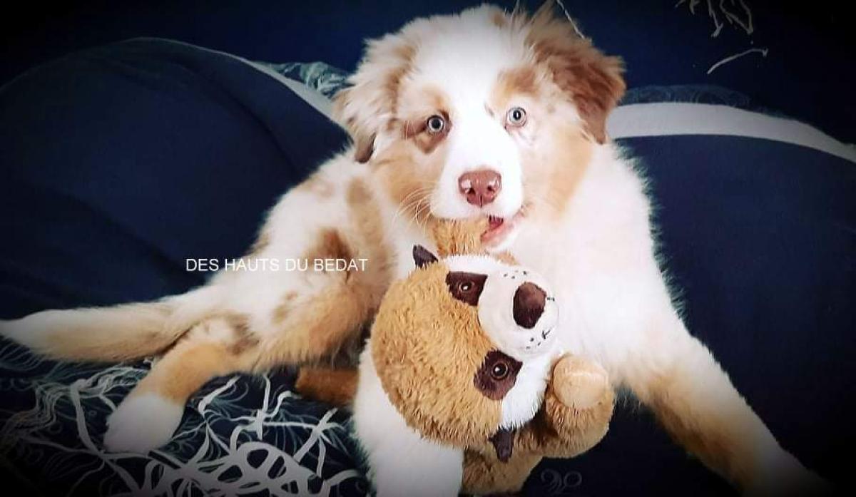 EIRL DES HAUTS DU BEDAT