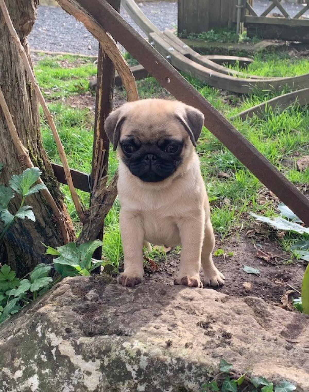 Elevage des gros ronfleurs