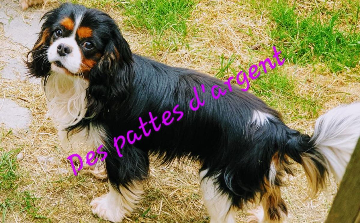 Elevage des pattes d'argent