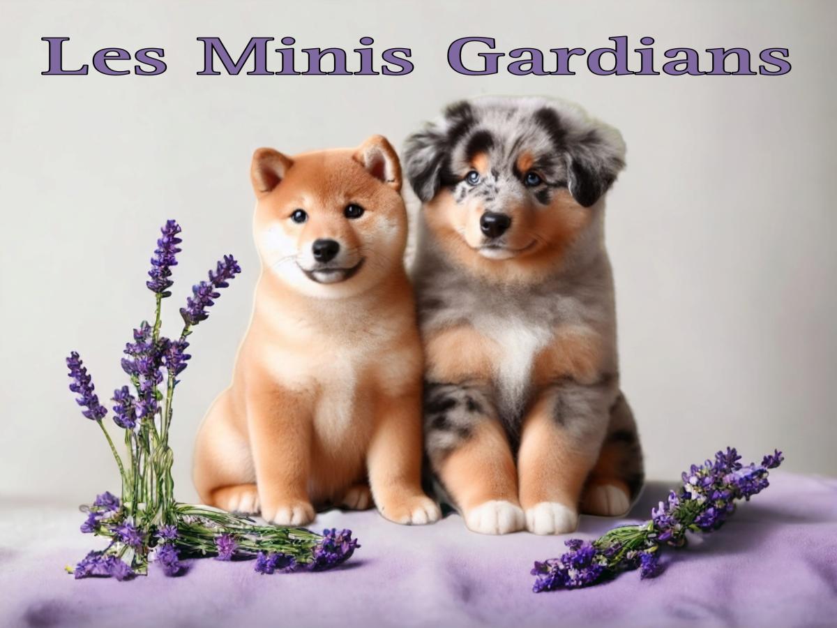Elevage des Minis Gardians