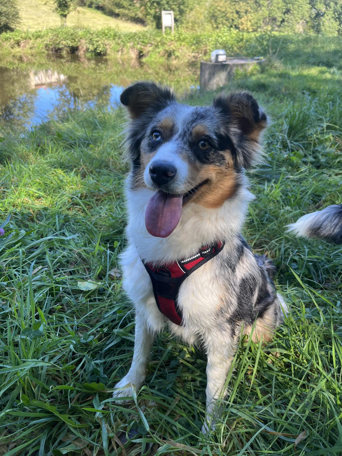 Élevage du château des cornes d'Urfé
