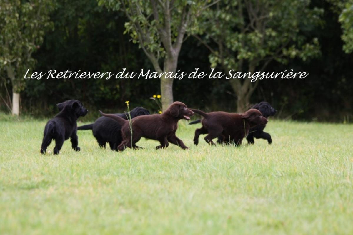 Du Marais de la Sangsurière