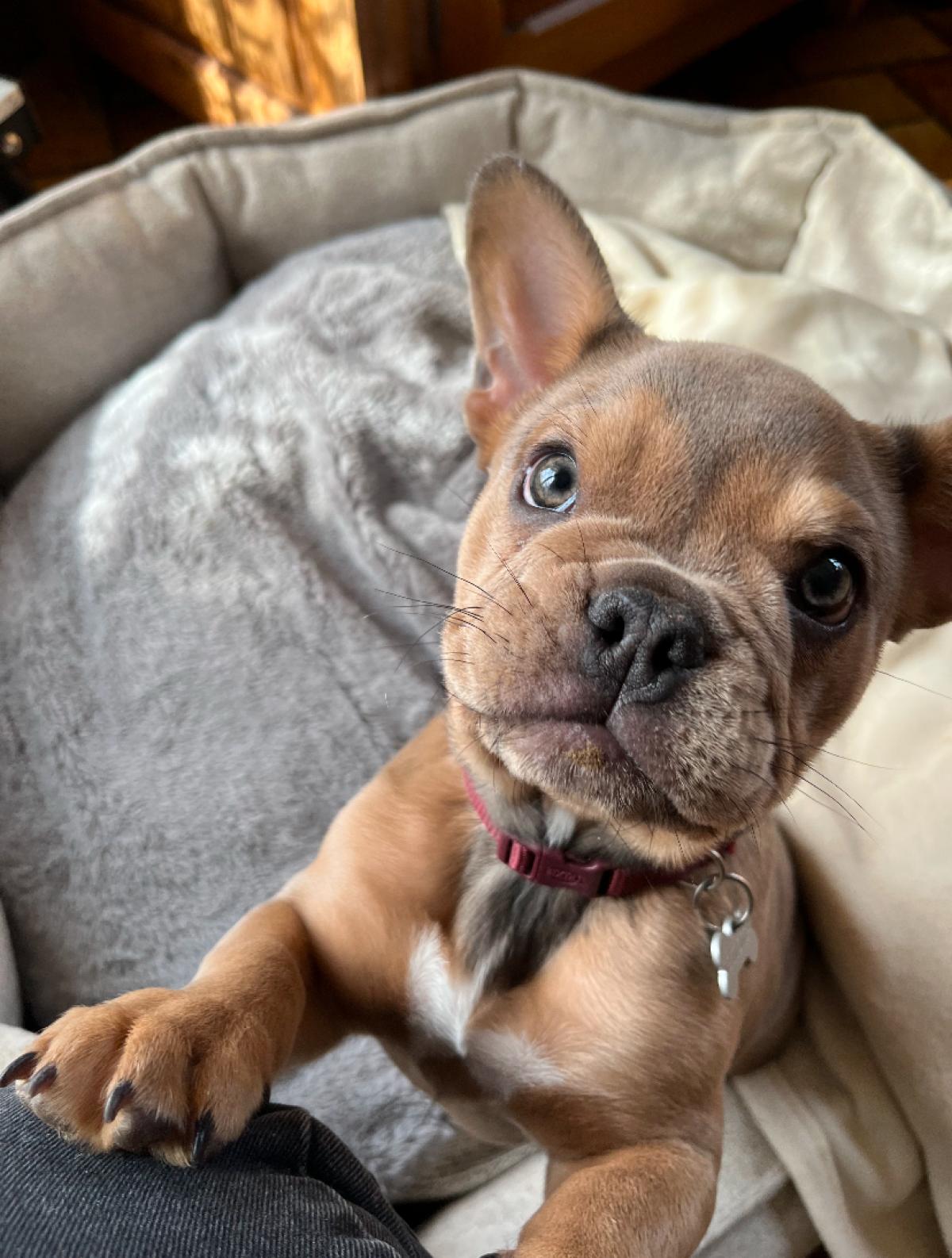 mes Joliscoeurs de boubou