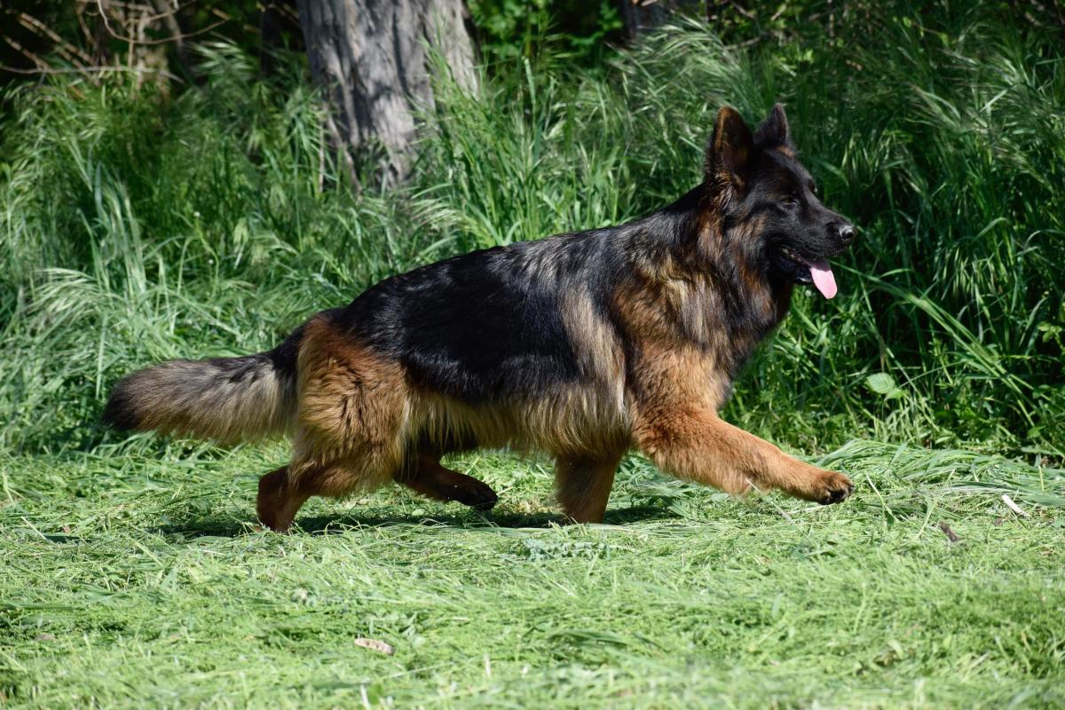 Élevage du domaine de Brenda