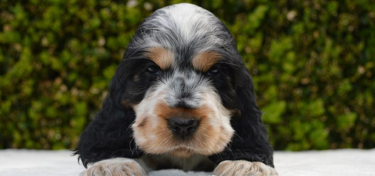 Élevage du Royaume de Lecki