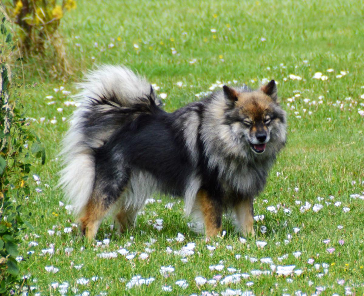 DU DOMAINE DU CHAI DE MAJOLAN