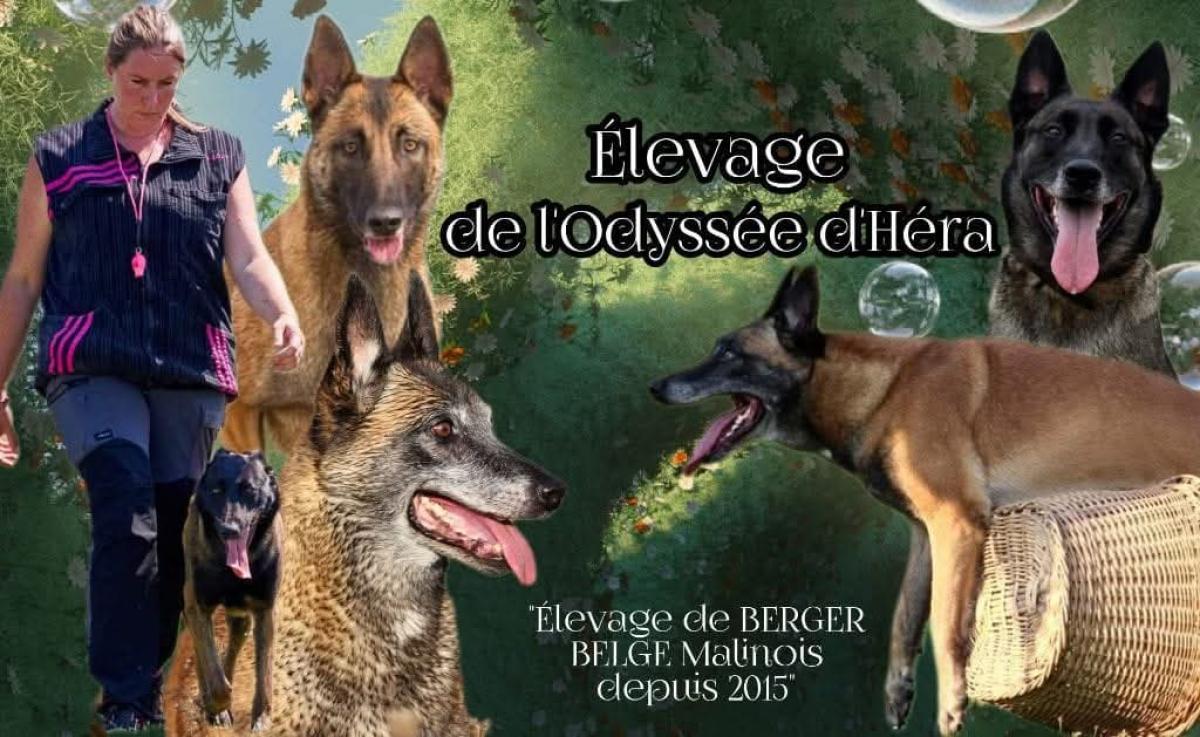 Elevage de l'Odyssée d'Héra