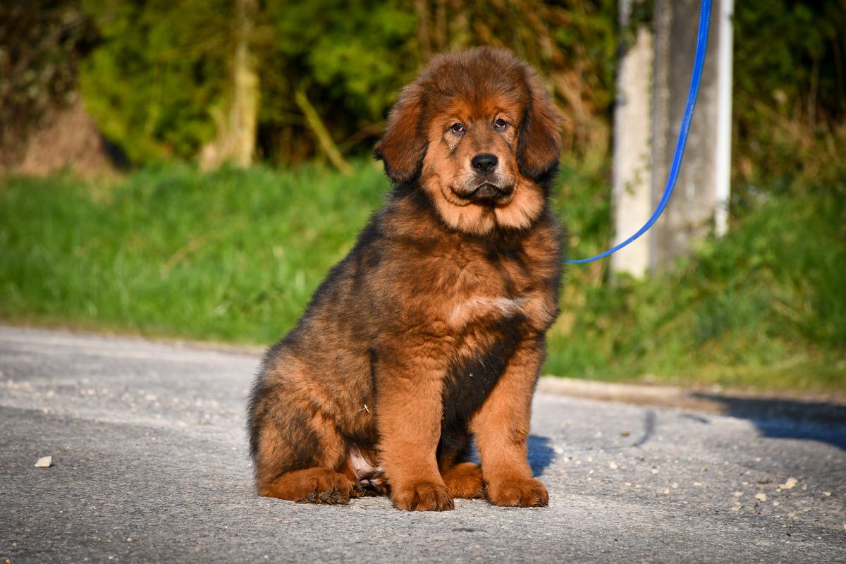 Elevage du Haras des Brumières