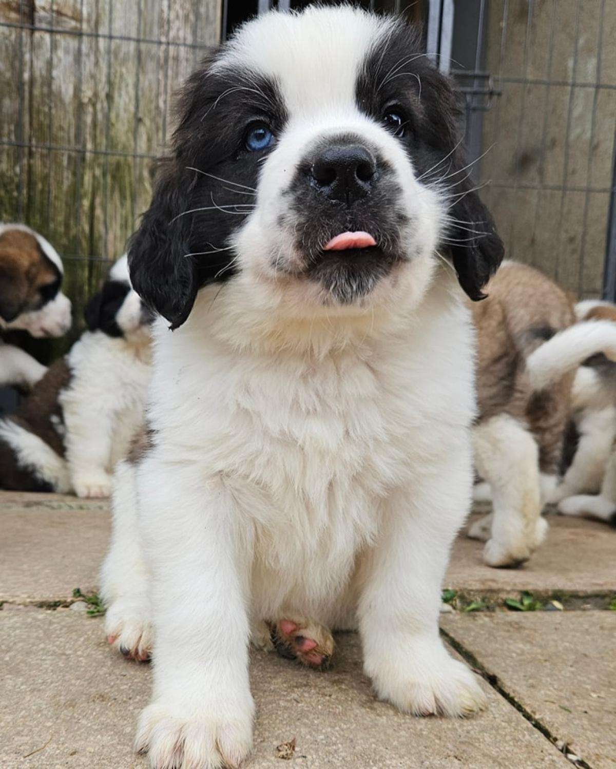 Les Préludes Du Chassignolan