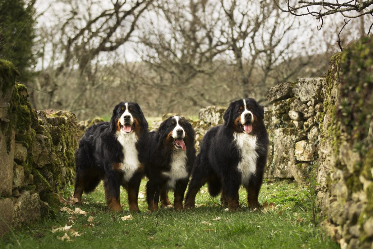 Ferme de la Pessoutie