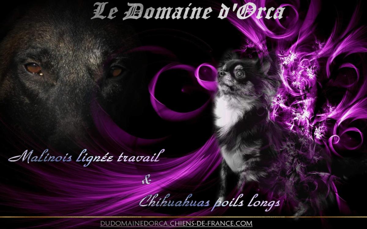 Élevage du Domaine d'Orca