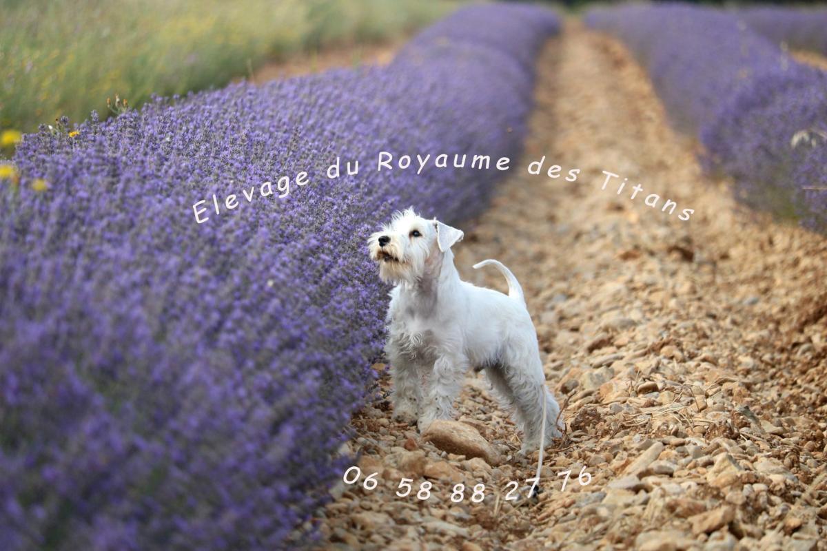 Elevage du Royaume des Titans