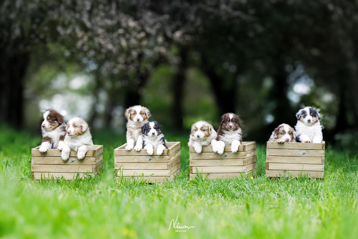 Elevage des Légendes de l'Ouest