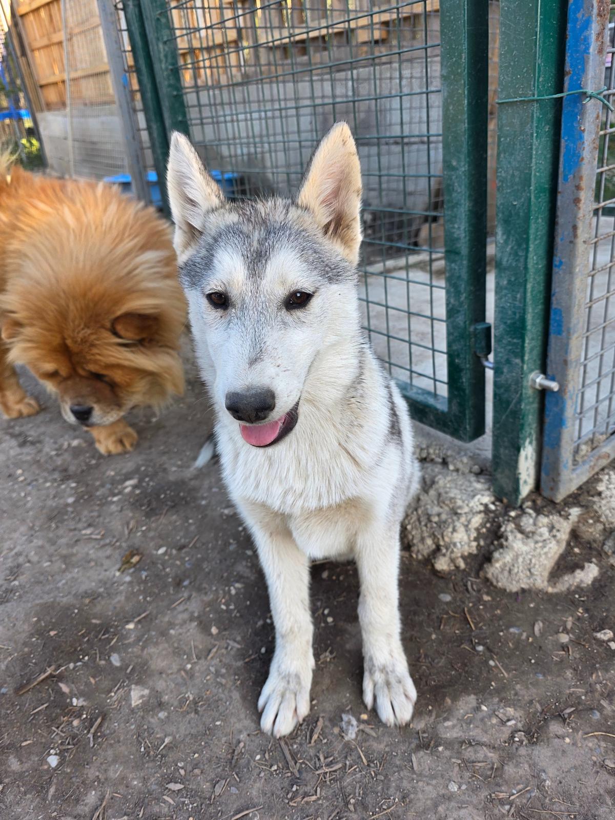 Elevage du royaume de ruby