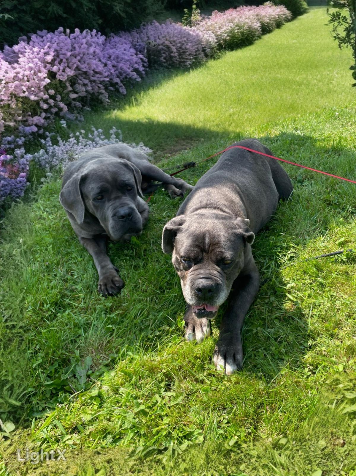 Les cane d’Auvergne