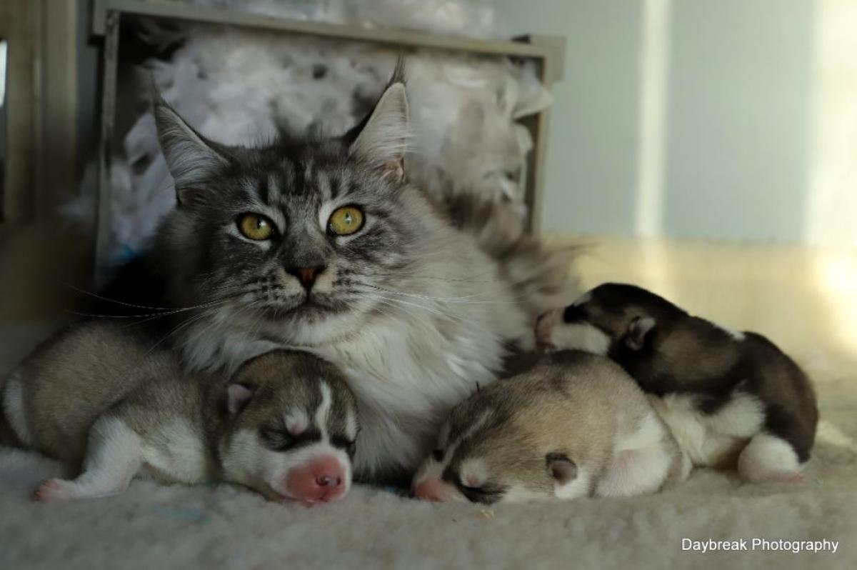 Elevage de daybreak northern