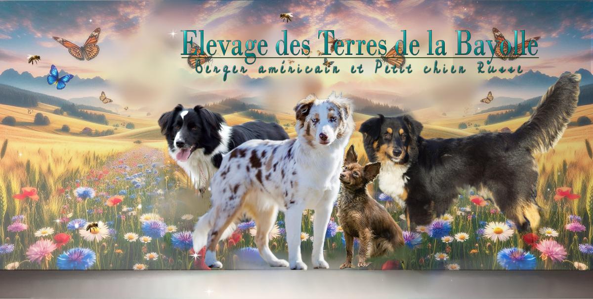 ELEVAGE DES TERRES DE LA BAYOLLE